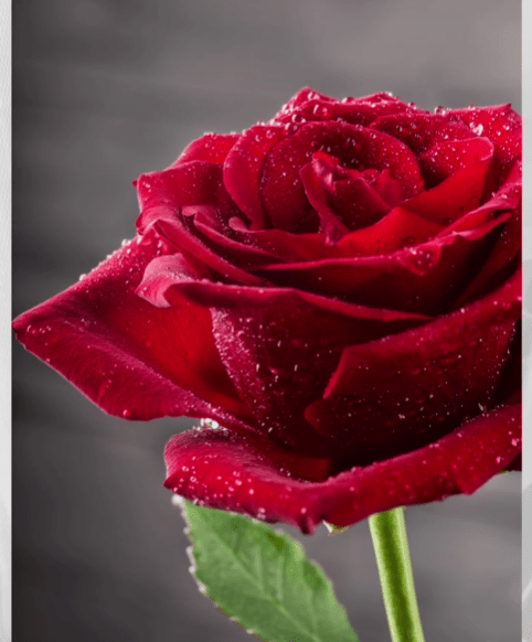 🌹📚 Feliç dia de Sant Jordi 2025! 📚🌹